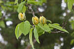 Cucumber tree